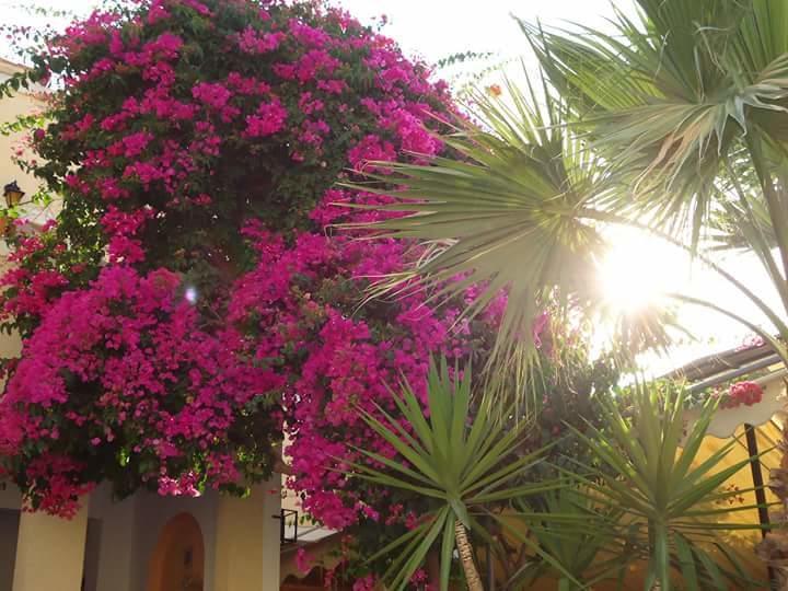 Sweetmemory Agia Marina (Aegina) Exterior foto